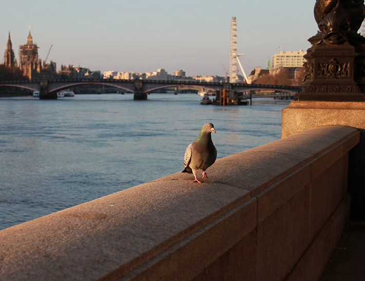 Award-winning documentary capturing spirit of London hits international film festival circuit