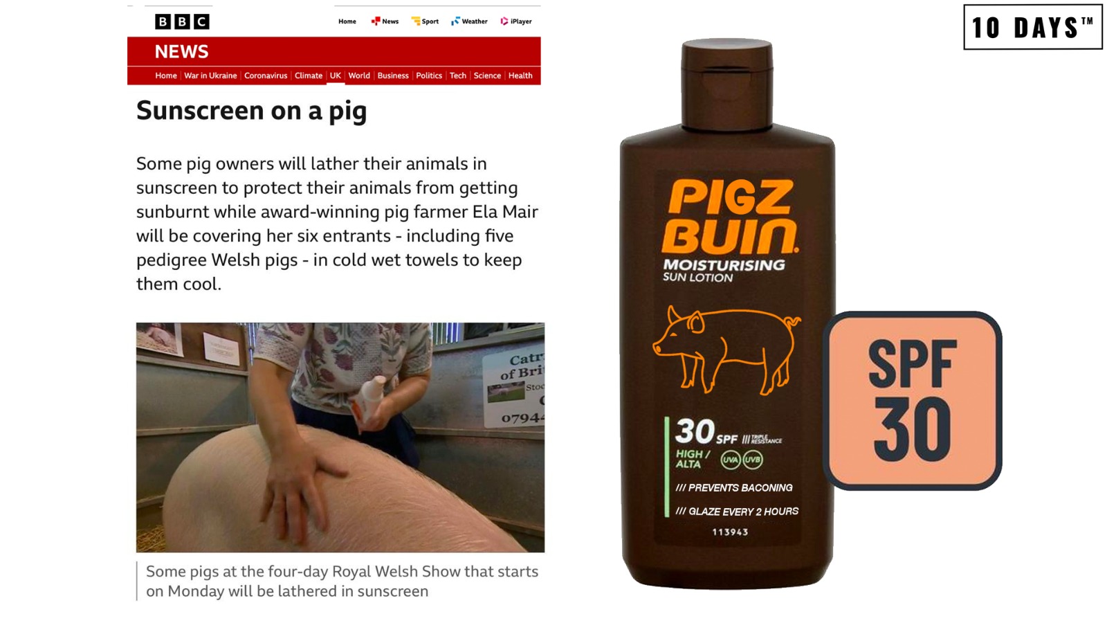 Saving their bacon – sunscreen saves pigs from sizzling in UK heatwave