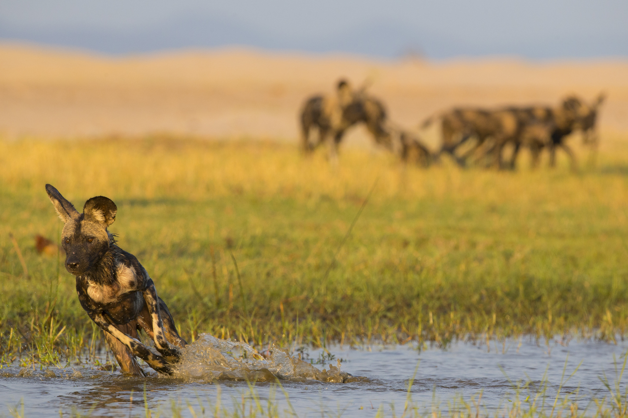 NU Borders’ BITE Platform uses Advanced Analytics to Support Anti-Poaching in Southern Africa