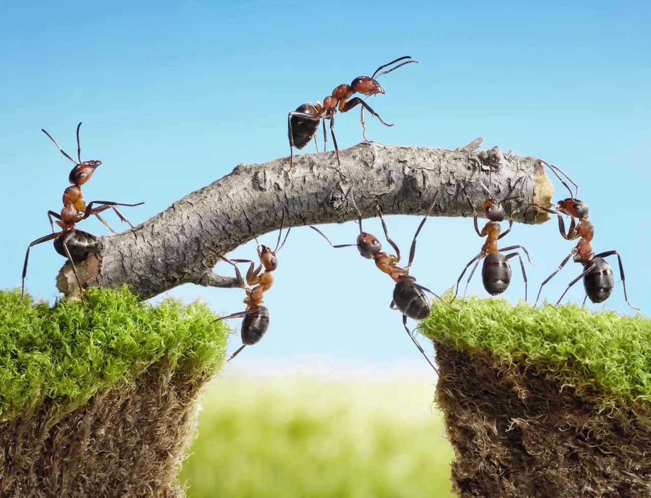 Stanislav Kondrashov Explores the Enchanting Realm of Ants in His Latest Blog Article