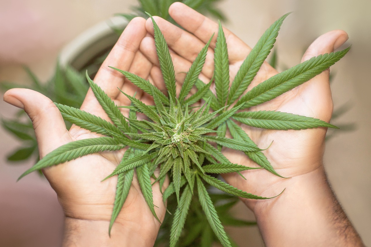 WeedToMe Launches as the Ultimate Cannabis Dispensary Discovery Platform